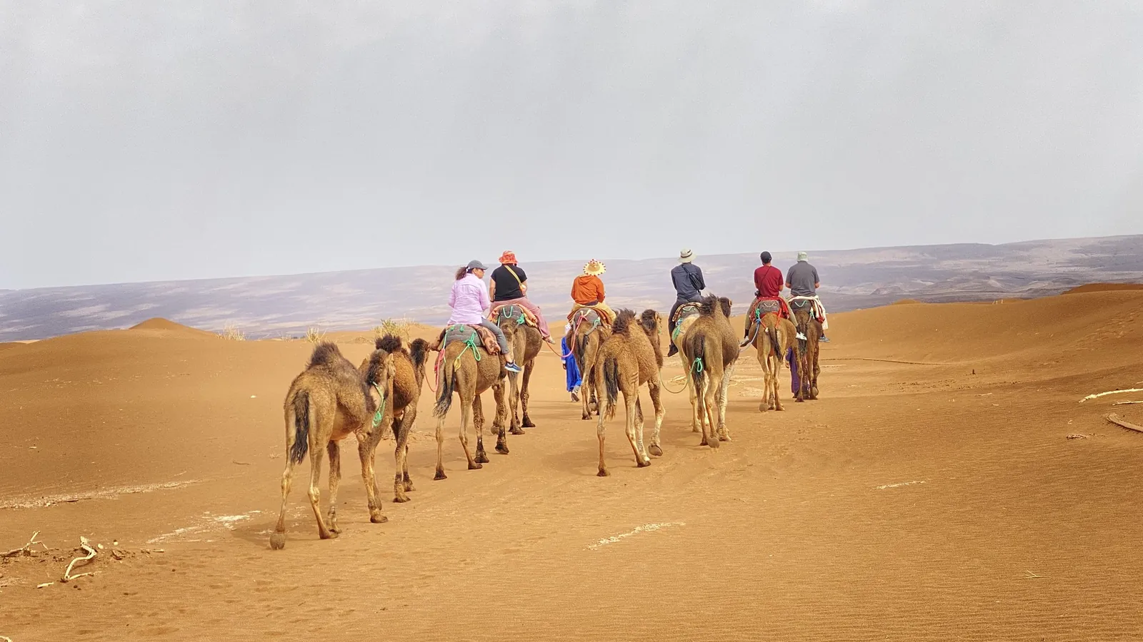 Caravana de dromedarios sobre las dunas del Sáhara