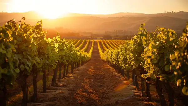 Hileras de viñas al atardecer